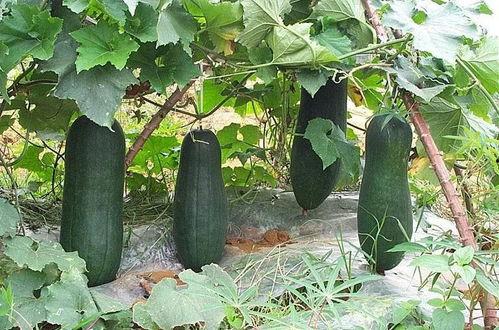 mg吃瓜,揭秘娱乐圈那些不为人知的幕后故事