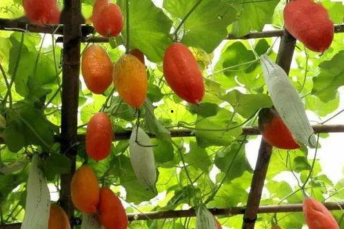 红瓜梗怎么吃,解锁美味新境界