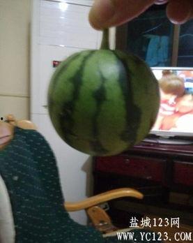 盐城吃瓜网红,带你领略地方美食风情