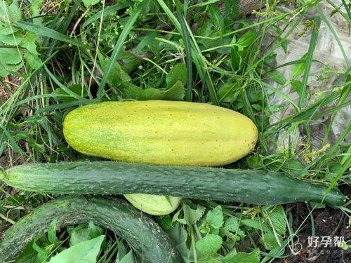 暗晚吃瓜,揭秘夜幕下的神秘美食故事