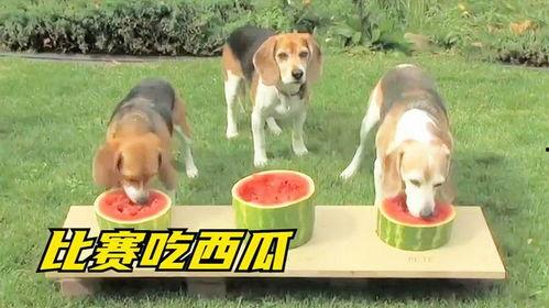 吃瓜动物搞笑,笑料横生的动物界喜剧盛宴