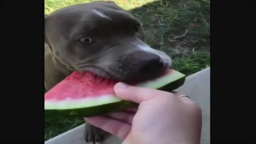 吃瓜动物搞笑,笑料横生的动物界喜剧盛宴