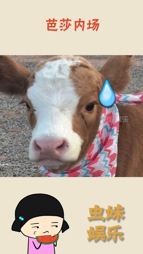 抖音胖乐吃瓜,揭秘网红美食背后的故事