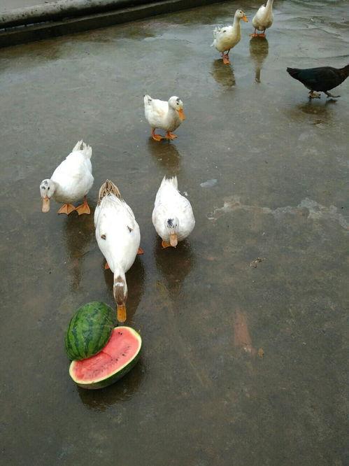 吃瓜的鸭,揭秘鸭界“网红”的日常