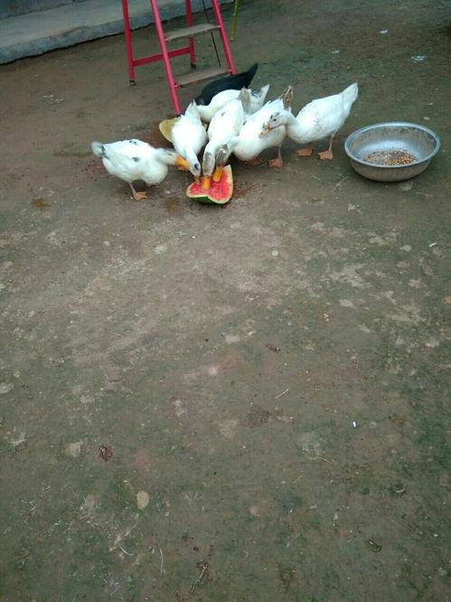 吃瓜的鸭,揭秘鸭界“网红”的日常