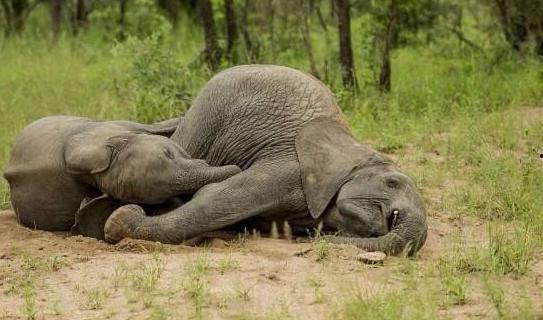 小象吃瓜图片搞笑,笑料横生，萌态十足！