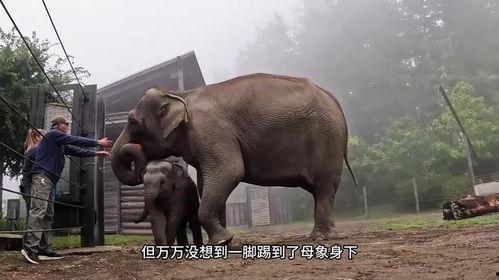 小象吃瓜图片搞笑,笑料横生，萌态十足！