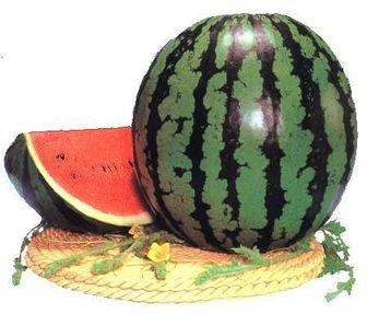 奥列弗吃瓜,奥列弗的瓜田奇遇记