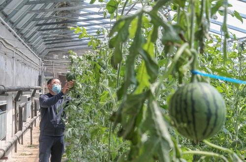 吃瓜群众瓜头,网络热词背后的文化现象