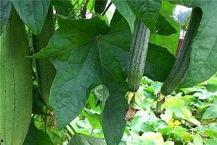 水瓜可以怎么吃,探索健康美味的多样吃法