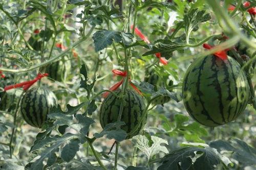 济南商河吃瓜事件,一场引发社会关注的误会风波