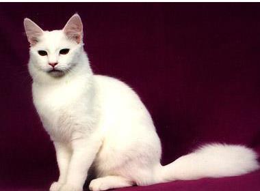 土耳其安哥拉猫吃瓜,瓜果飘香中的优雅食客