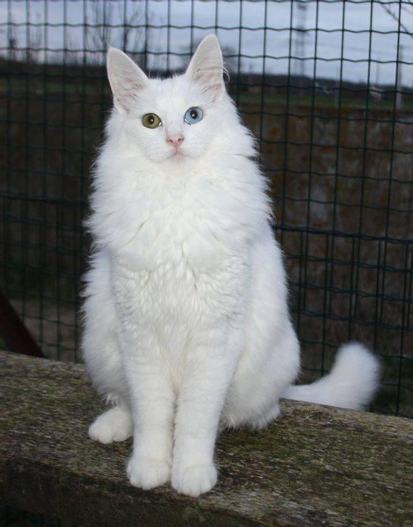 土耳其安哥拉猫吃瓜,瓜果飘香中的优雅食客