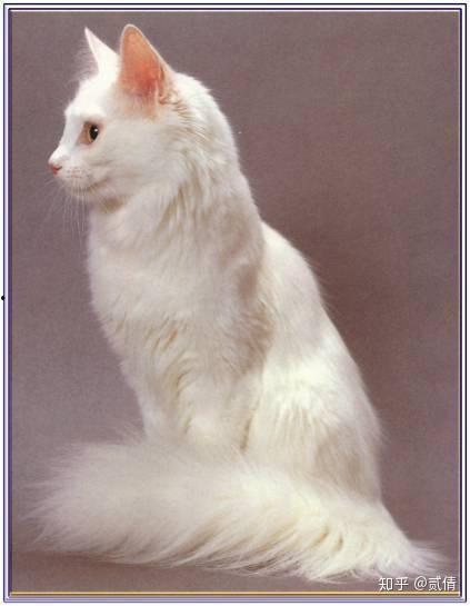 土耳其安哥拉猫吃瓜,瓜果飘香中的优雅食客