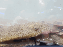 吃瓜电梯章鱼,吃瓜电梯中的神秘冒险