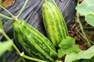 温岭临海人吃瓜,共享清凉时光