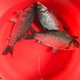 鲫鱼吃瓜么,水族中的“瓜果爱好者”