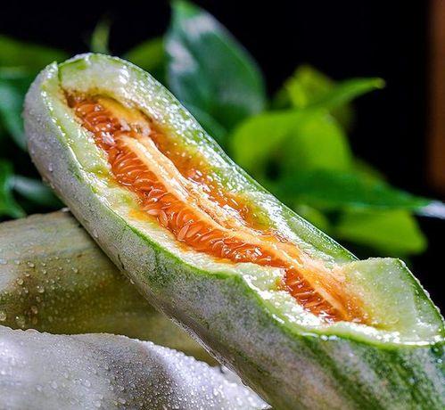 宠博会吃瓜,吃瓜群众围观宠物界的“明星”盛宴