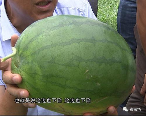 宠博会吃瓜,吃瓜群众围观宠物界的“明星”盛宴