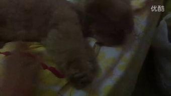 吃瓜的特效视频,一场视觉盛宴的幕后揭秘