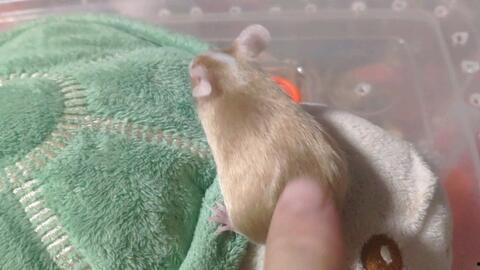 吃瓜老鼠怎么叫,吃瓜老鼠的奇妙叫声揭秘