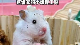 吃瓜老鼠怎么叫,吃瓜老鼠的奇妙叫声揭秘