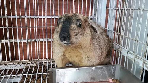 吃瓜老鼠怎么叫,吃瓜老鼠的奇妙叫声揭秘