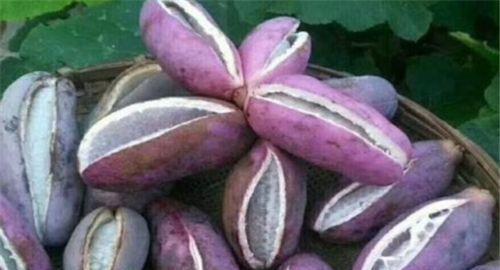 八月瓜和牛肉能一起吃吗,健康搭配的饮食新选择