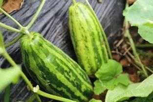 吃黄色瓜什么意思