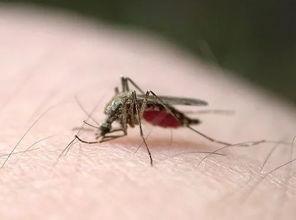 带你吃瓜驯服蚊子,夏日驱蚊新攻略