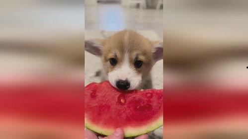 狗怎么吃蓝瓜,狗狗的神秘美食之旅