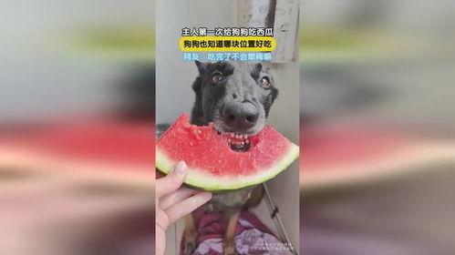 狗怎么吃蓝瓜,狗狗的神秘美食之旅