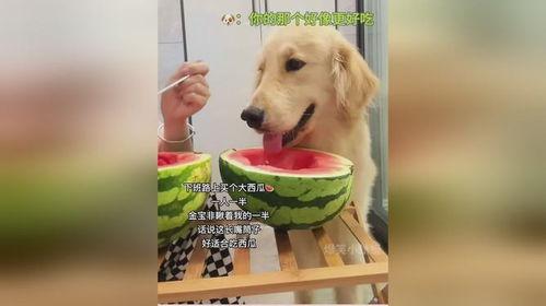 狗怎么吃蓝瓜,狗狗的神秘美食之旅
