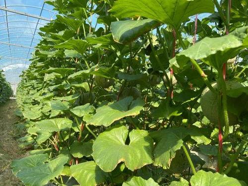 2022 各种吃瓜,盘点娱乐圈、社会热点中的那些“瓜”