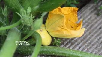 有颜色的吃瓜群,揭秘网络社交的缤纷世界