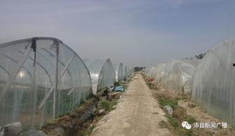 沛县吃瓜,一场别开生面的“吃瓜”盛宴