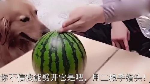 叫主人吃瓜,快来尝尝这新鲜瓜果！
