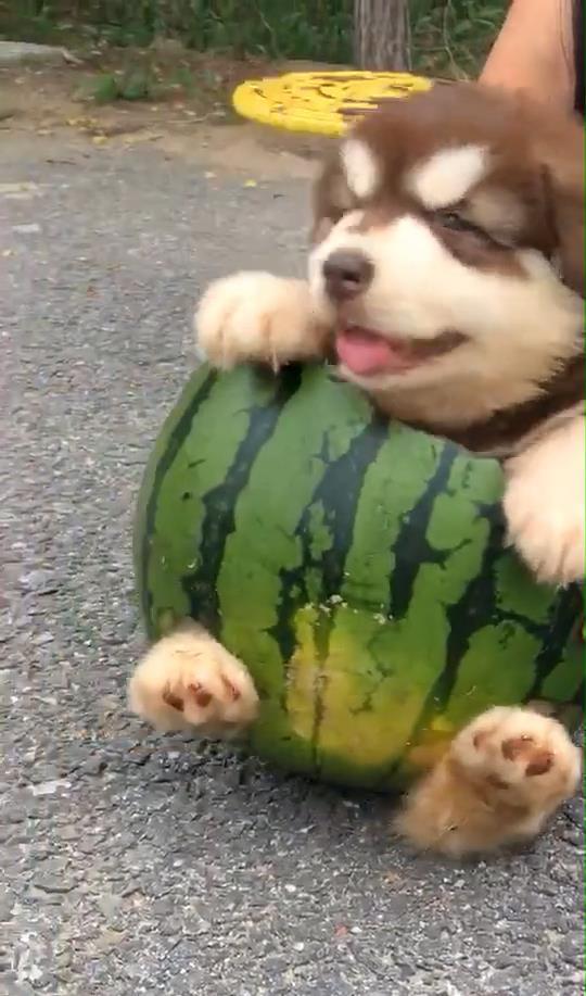 叫主人吃瓜,快来尝尝这新鲜瓜果！