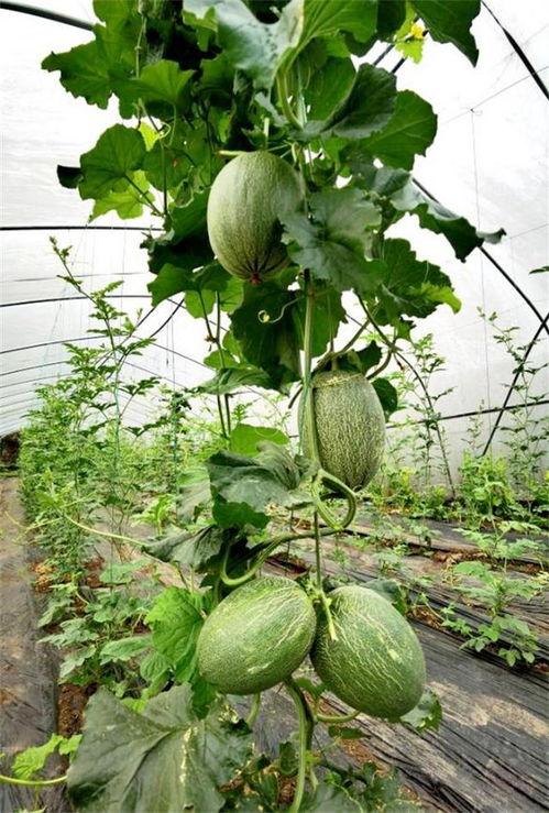 瓜县吃瓜,一场别开生面的“吃瓜”盛宴