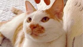 吃瓜视频转场,精彩转场瞬间，带你领略视觉盛宴