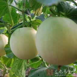 吃瓜后嗓子痒痒,揭秘嗓子痒痒的真相