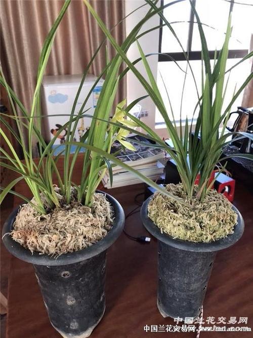 网管吃瓜,揭秘网络世界的幕后故事