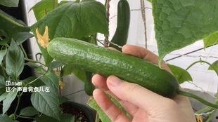 梦见坐车摘瓜吃,坐车摘瓜，品味奇幻之旅