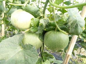 梦见坐车摘瓜吃,坐车摘瓜，品味奇幻之旅