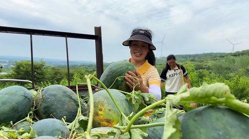 梦见坐车摘瓜吃,坐车摘瓜，品味奇幻之旅
