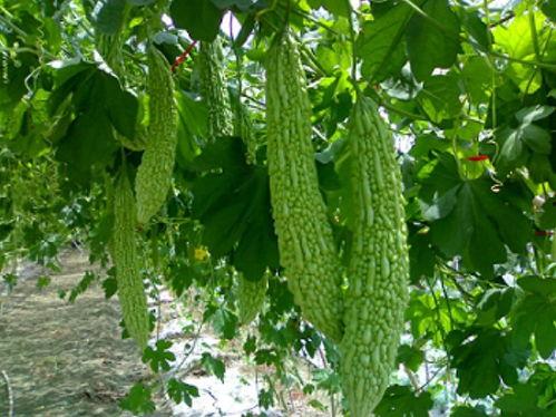 吃土瓜根泄肚子,传统食疗的神奇功效揭秘