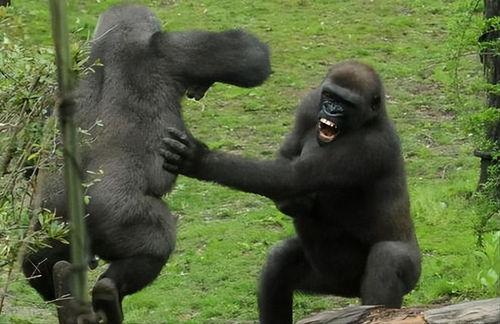 大猩猩吃瓜照片,揭秘森林中的悠闲时光