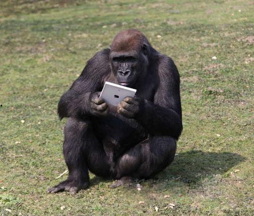 大猩猩吃瓜照片,揭秘森林中的悠闲时光