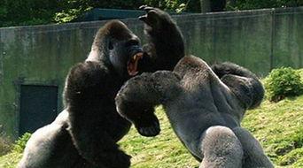 大猩猩吃瓜照片,揭秘森林中的悠闲时光