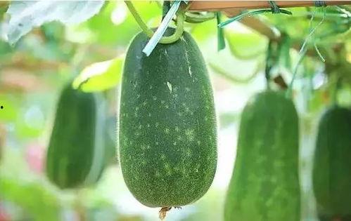 吃瓜的文,吃瓜群众视角下的娱乐圈风云录